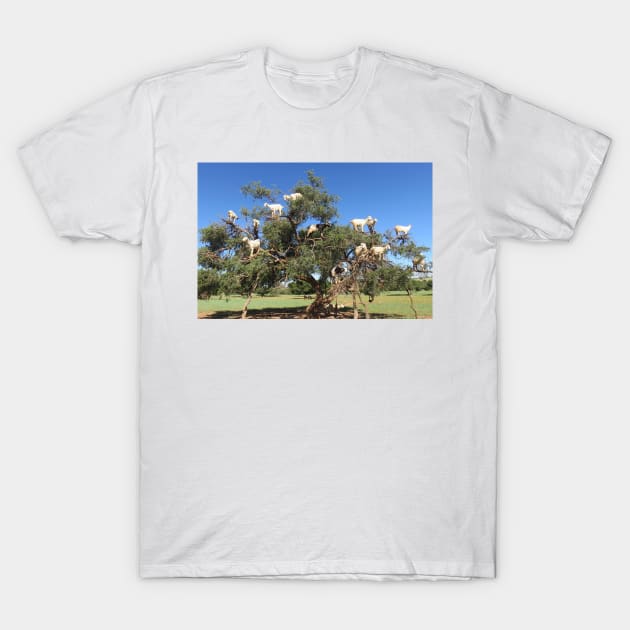 Goats in trees T-Shirt by AHelene